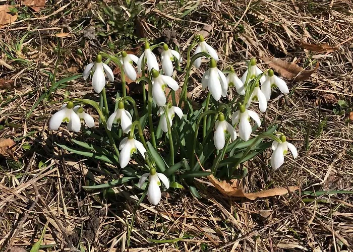 Carve - Eiger, Moench And Jungfrau Lejlighed Grindelwald