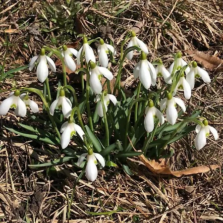 Carve - Eiger, Moench And Jungfrau شقة جريندلوالد